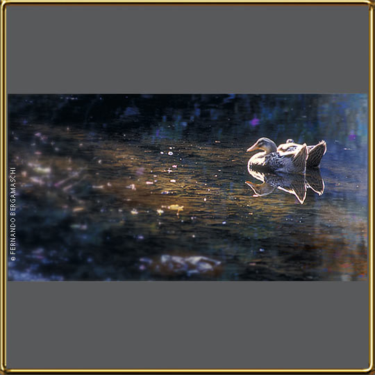 casal de patos