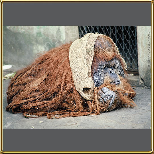orangotango no Jardim Zoológico Rio de Janeiro