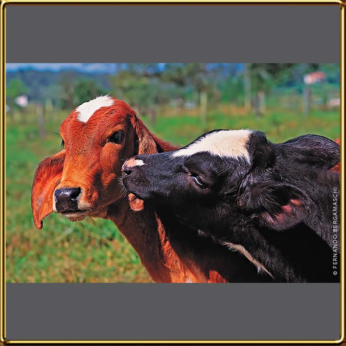 Calves couple playing