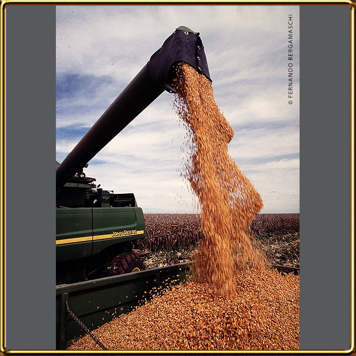 Aerial photo corn harvest Araguari, Minas Gerais
