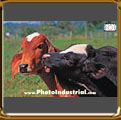 Bull calves playing, one byting the other ear,