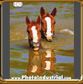 Horses swiming in a pond. Academia Militar de Agulhas Negras, Rezende, Rio de Janeiro